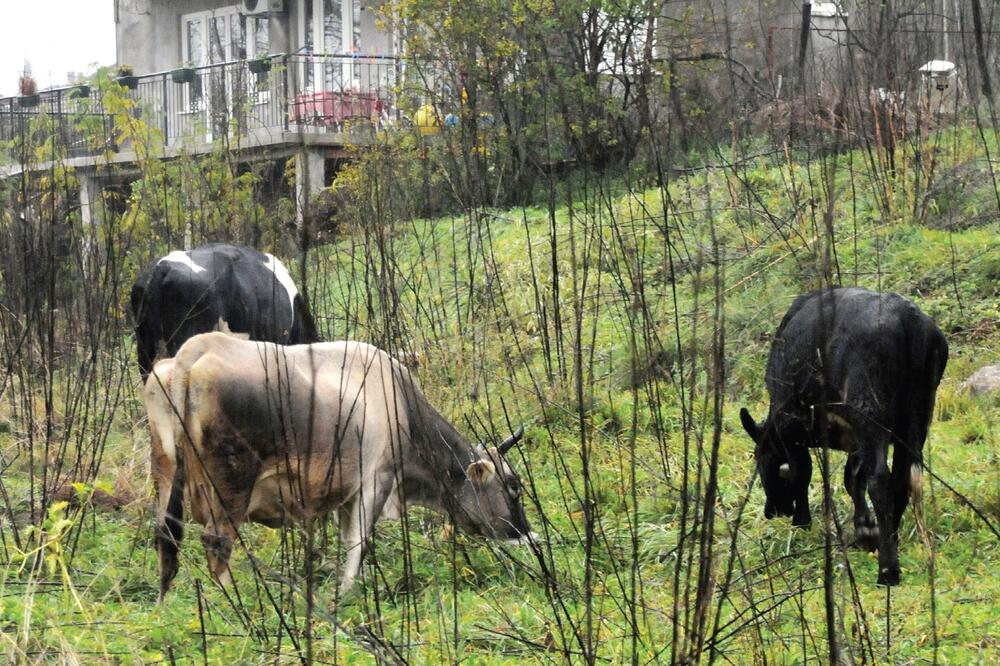 napuštene krave, Foto: Luka Zeković