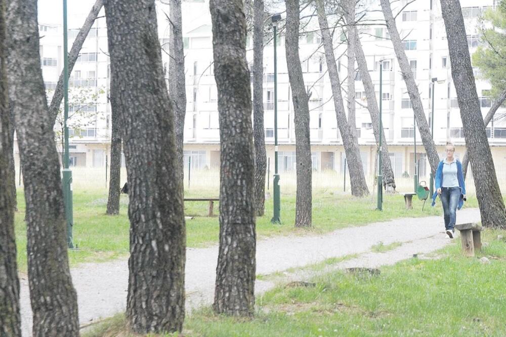 Tološka šuma, Foto: Arhiva "Vijesti"