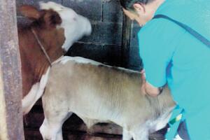 Bolest kvrgave kože goveda i na Kosovu