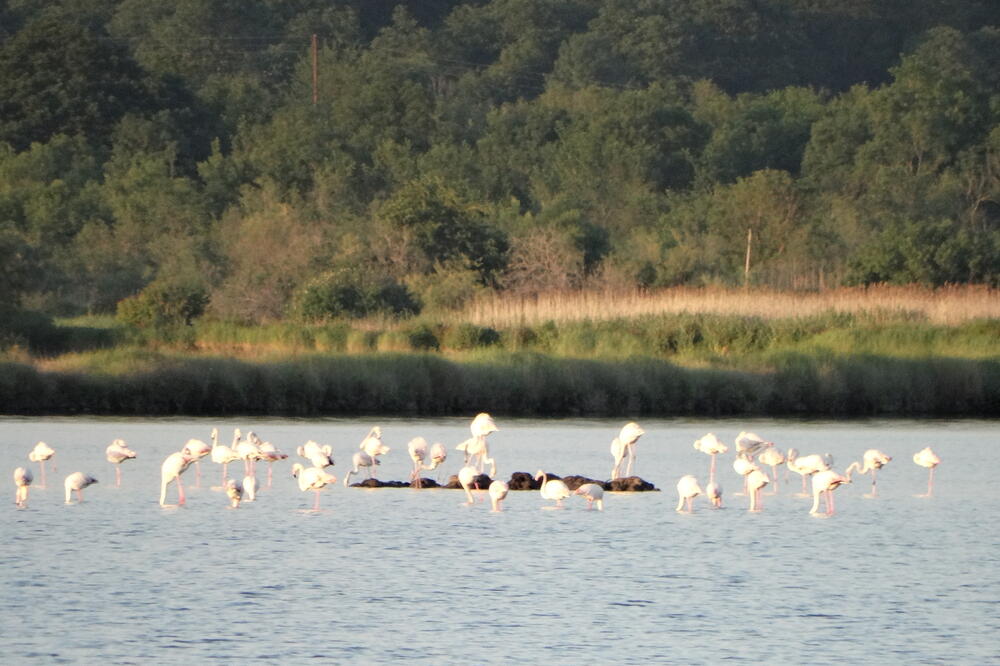 flamingosi, Solana, Foto: CZIP