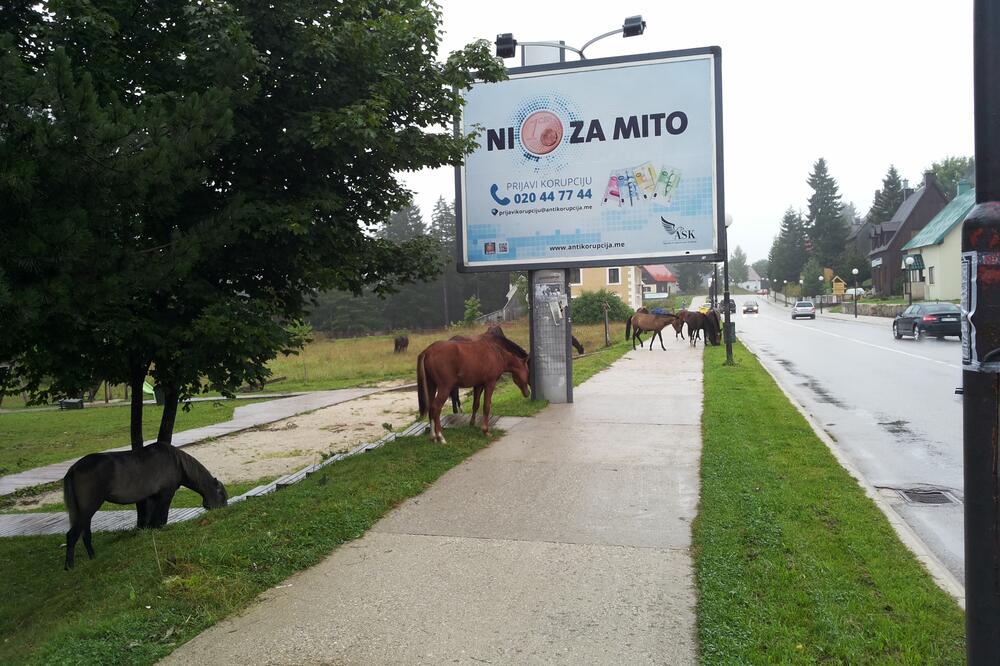 krdo konja Žabljak, Foto: Obrad Pješivac