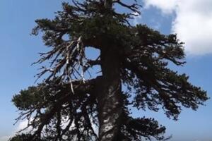 Ovako izgleda najstarije živo drvo u Evropi