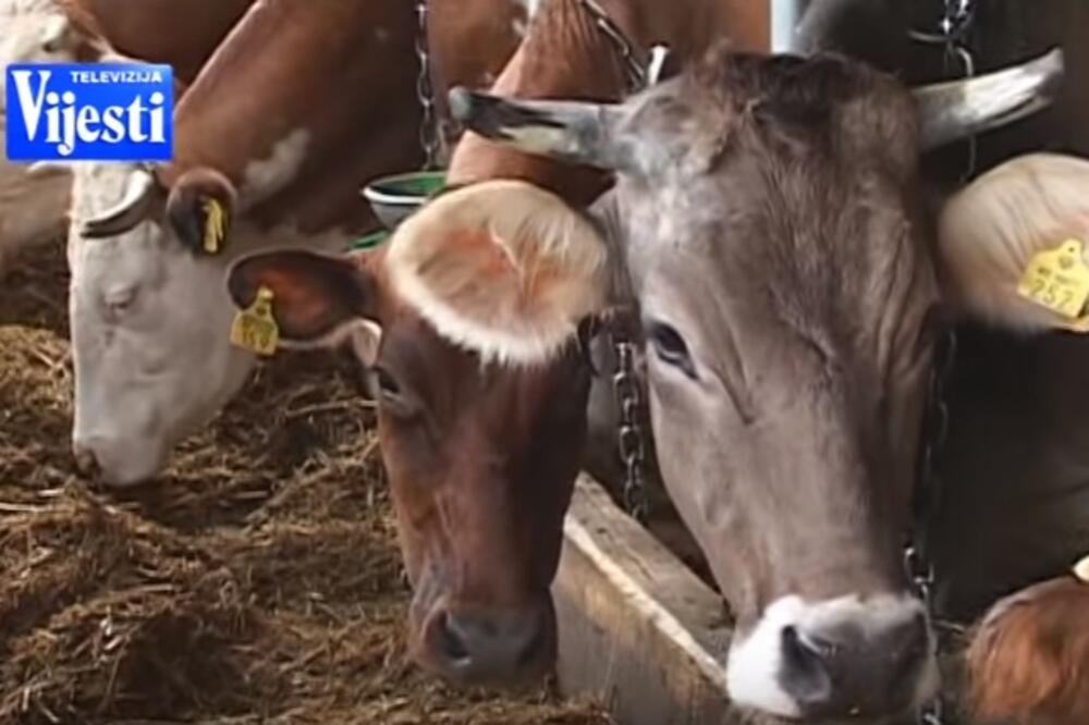 Životinje iz domaćistva Bošković