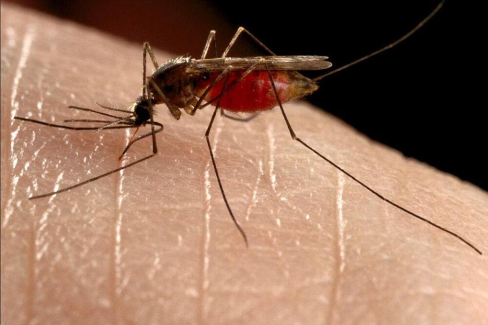malarija komarac, Foto: Twitter