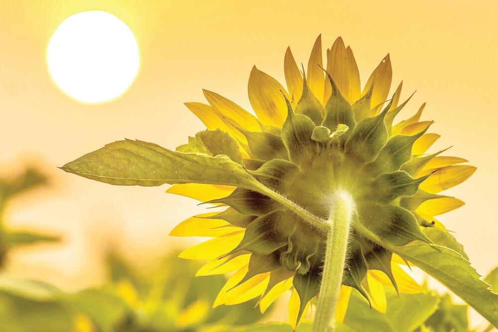 Suncokret, Foto: Dektopimages.org