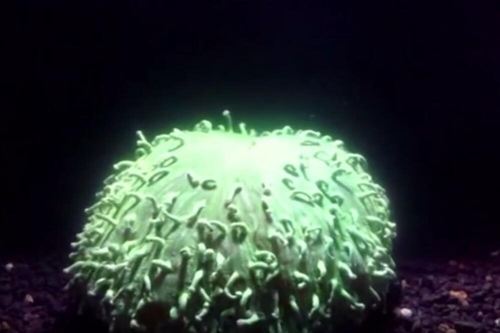 koral, Foto: Screenshot (YouTube)