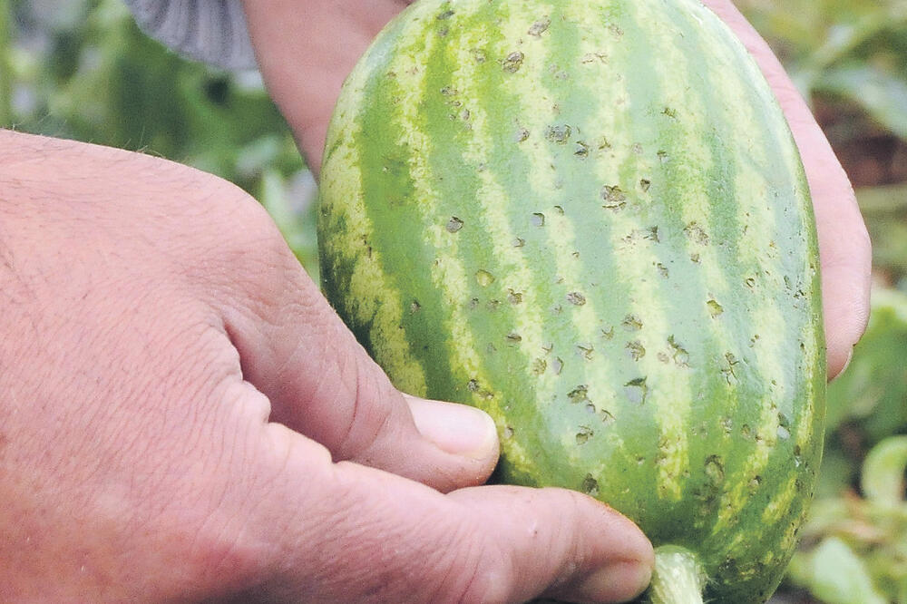 Lubenica, Foto: Zoran Đurić