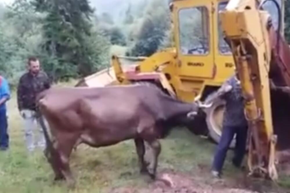 bolest kvrgave kože, Foto: Screenshot (YouTube)