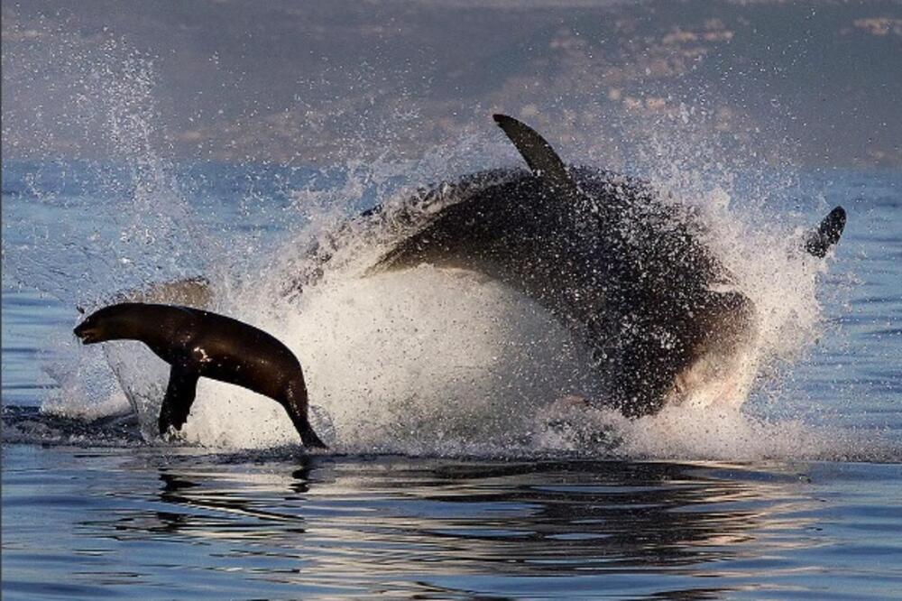 ajkula, Foto: Twitter