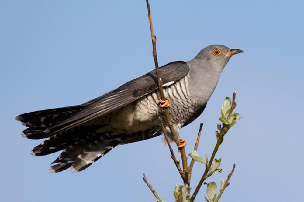 Kukavica Dejvid, Foto: CZIP