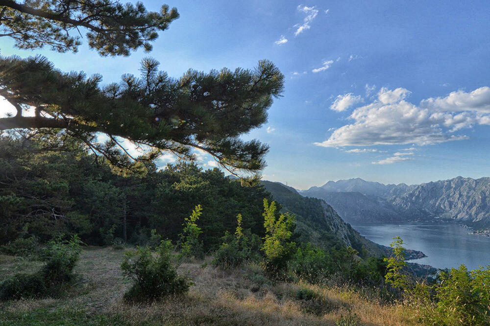 Vrmac, Foto: Siniša Luković