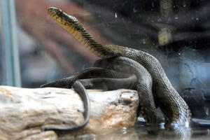 Naučnici otkrili zašto su zmije dugačke
