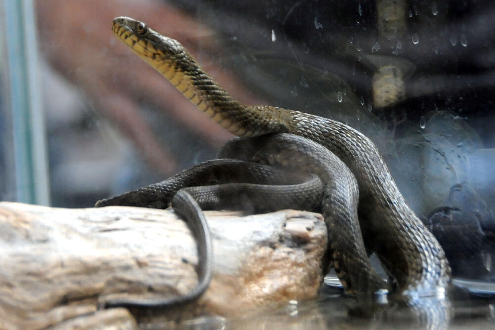 izložba zmija, Delta, Foto: Luka Zeković