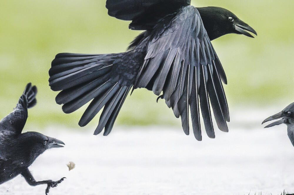 Vrane, Foto: Shutterstock