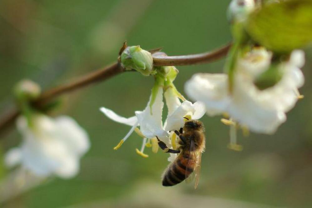 Pčela, Lijepo vrijeme, Foto: Beta/AP