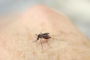 Podgorica: Tvrde da komarce redovno zaprašuju