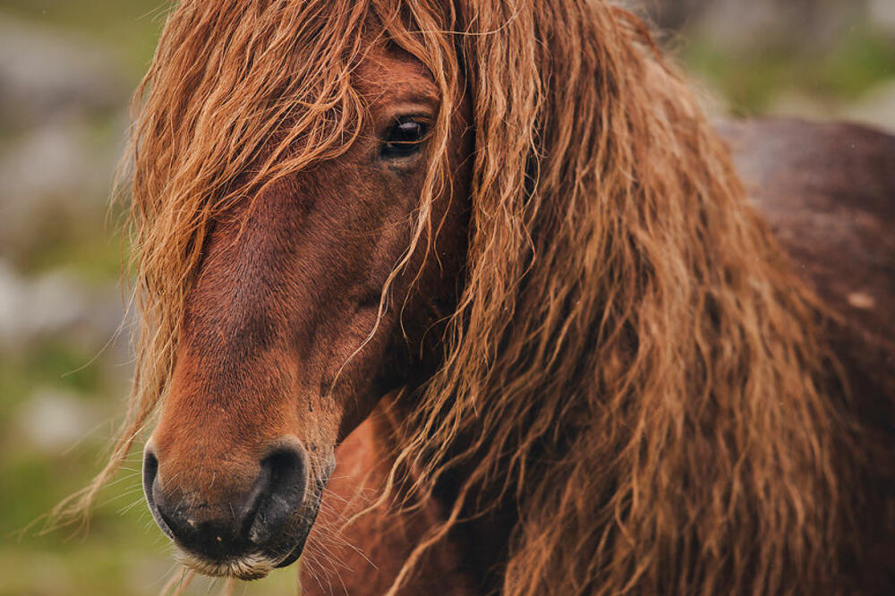 divlji konji, Bosna, Foto: Carinamaiwald.com/