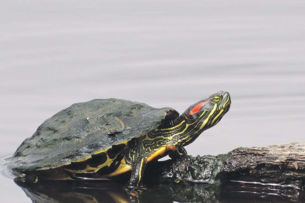 kornjača, Foto: Louisianaherps.com