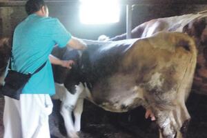 Potvrđeno 137 slučajeva bolesti kvrgave kože goveda