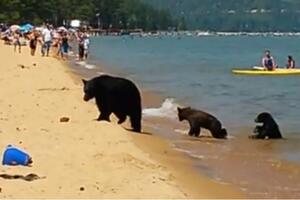 Porodica medvjeda uživa na plaži jezera Taho