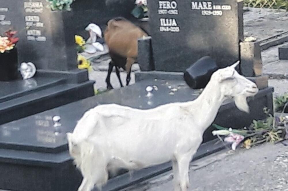 koza, Foto: Privatna arhiva