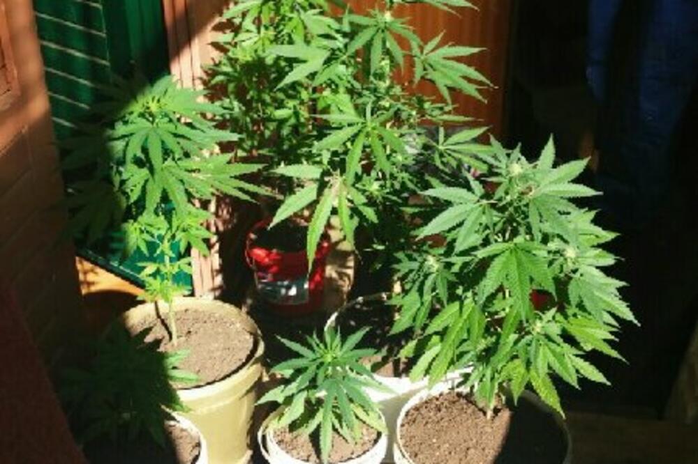 Nikšić marihuana, Foto: Uprava policije
