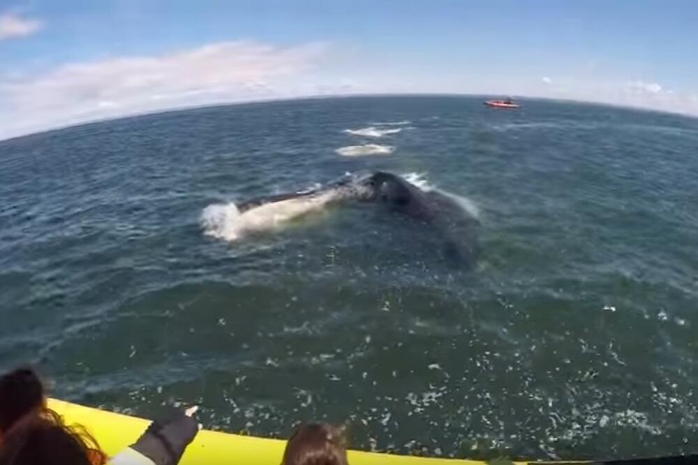 plavi kit, Foto: Youtube screenshot