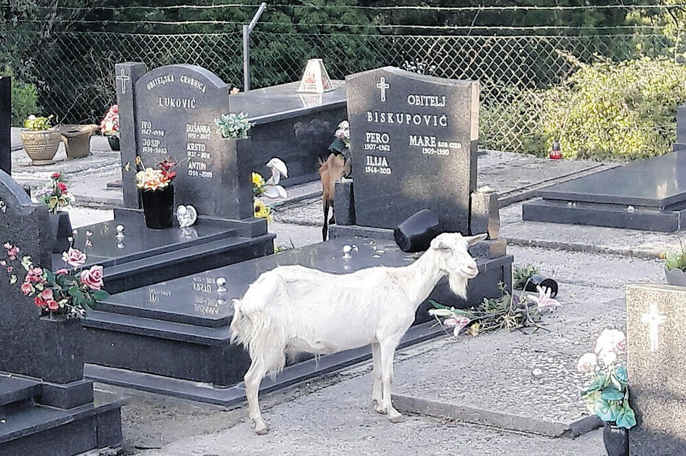 Groblje, koze, Foto: Privatna arhiva