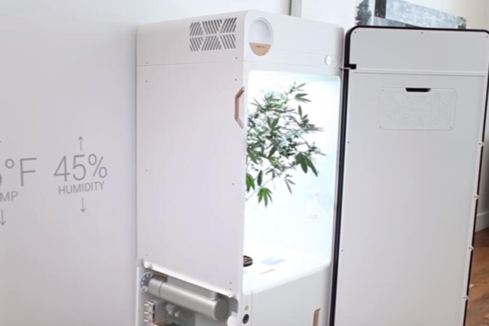 frižider, marihuana, Foto: Screenshot (YouTube)