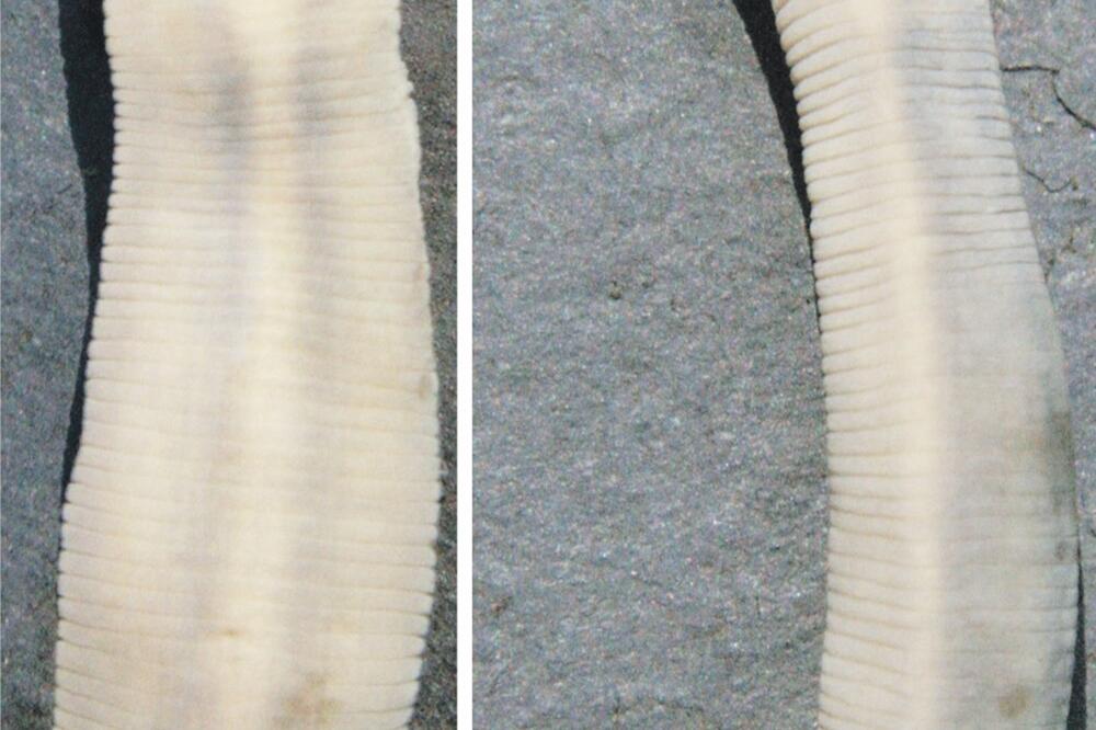 Prokletijska Dina, Foto: Vladimir Pešić