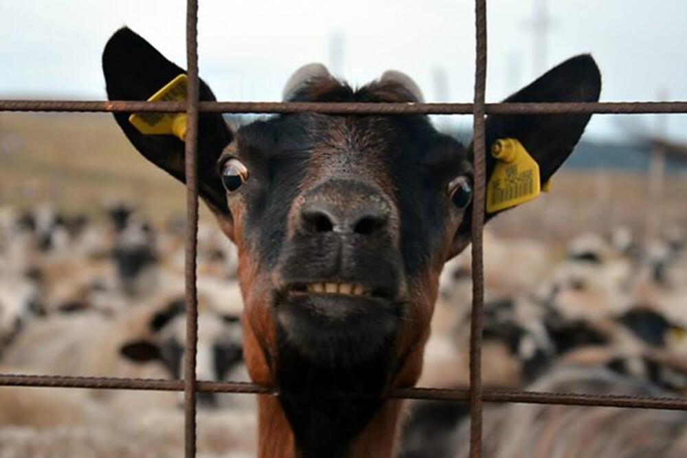 koza, koze, Foto: Damira Kalač