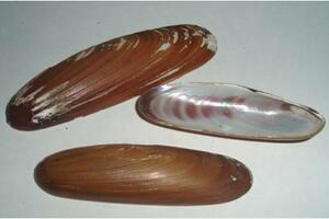 Prstace izbaciti iz jelovnika restorana