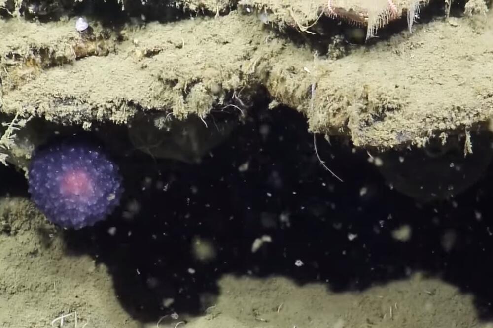 morski puž, Foto: Screenshot (YouTube)