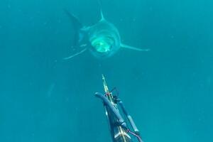 Pogledajte susret ronioca i velike bijele ajkule