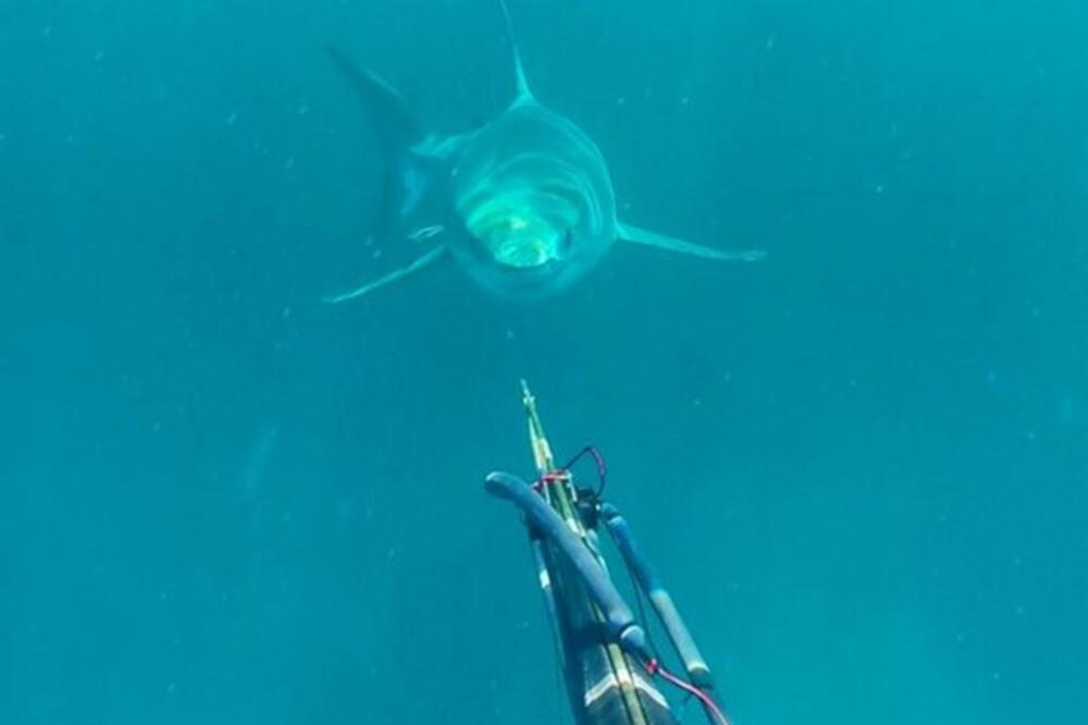 ajkula, ronilac, Foto: Screenshot