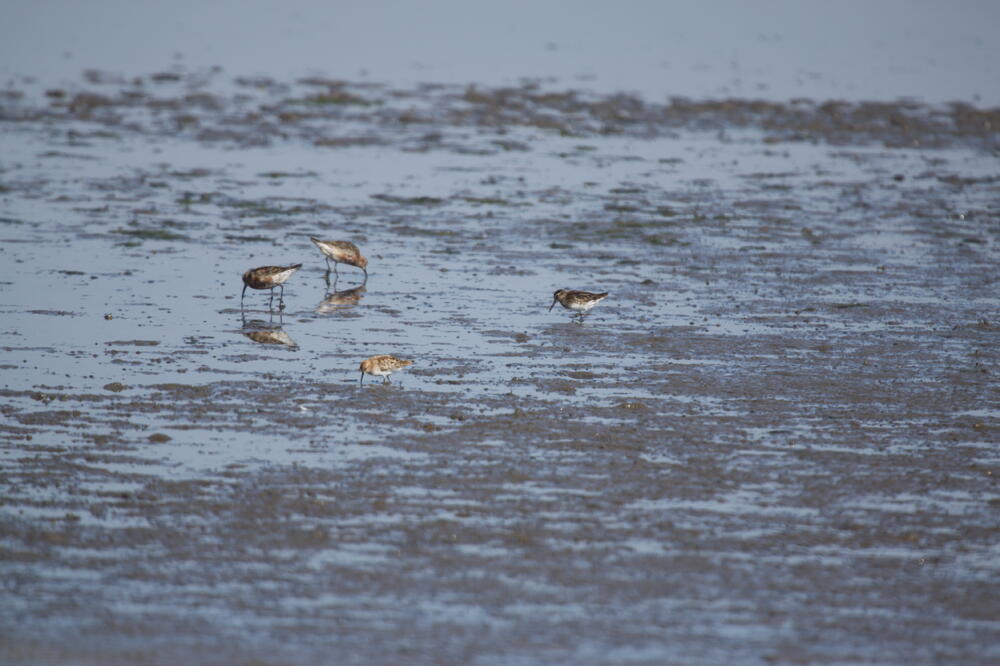 Širokokljuna sprutka, Foto: CZIP