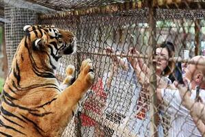 Kina: Žene se posvađale pa ih napali tigrovi