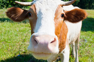 Kvrgava koža, opasna bolest goveda, nađena u Gusinju