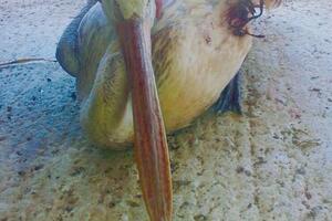 Pelikana bez krila uspavali veterinari