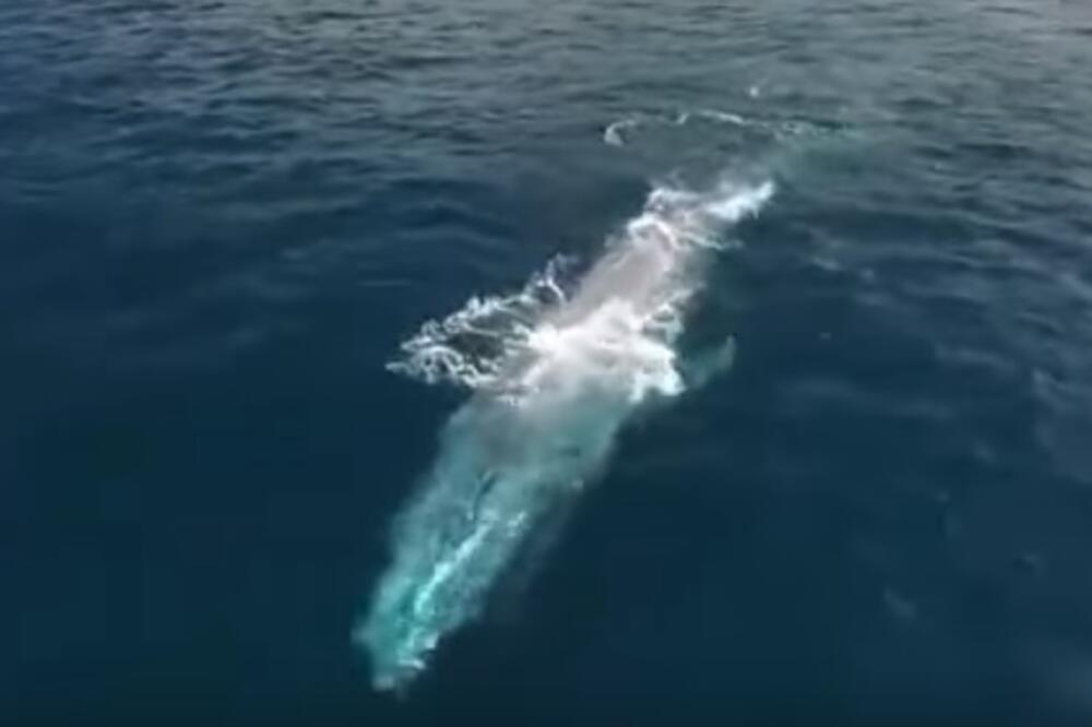 plavi kit, Foto: Screenshot (YouTube)