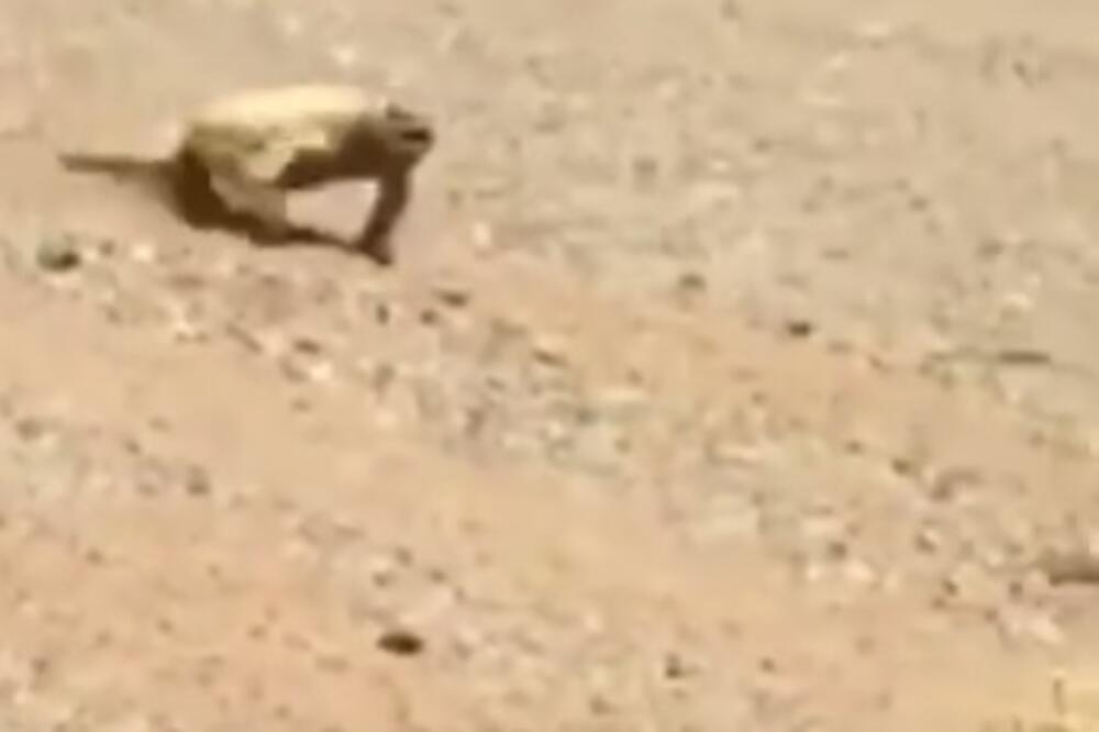 Gušter, Foto: Screenshot (YouTube)