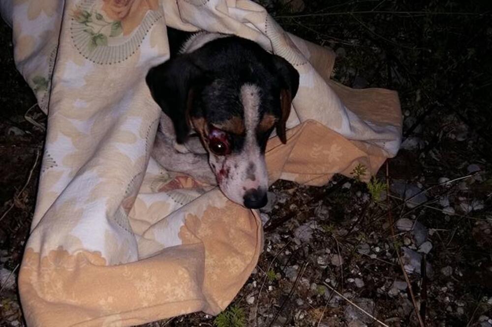 Povrijeđeni pas