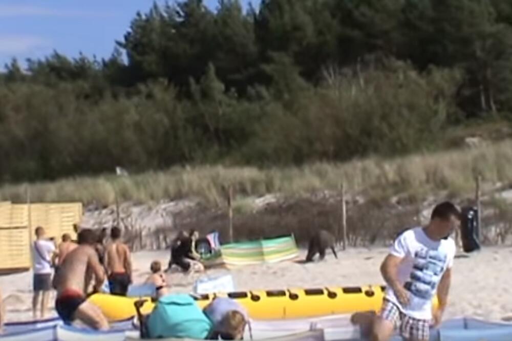 Divlja svinja, Foto: Screenshot (YouTube)