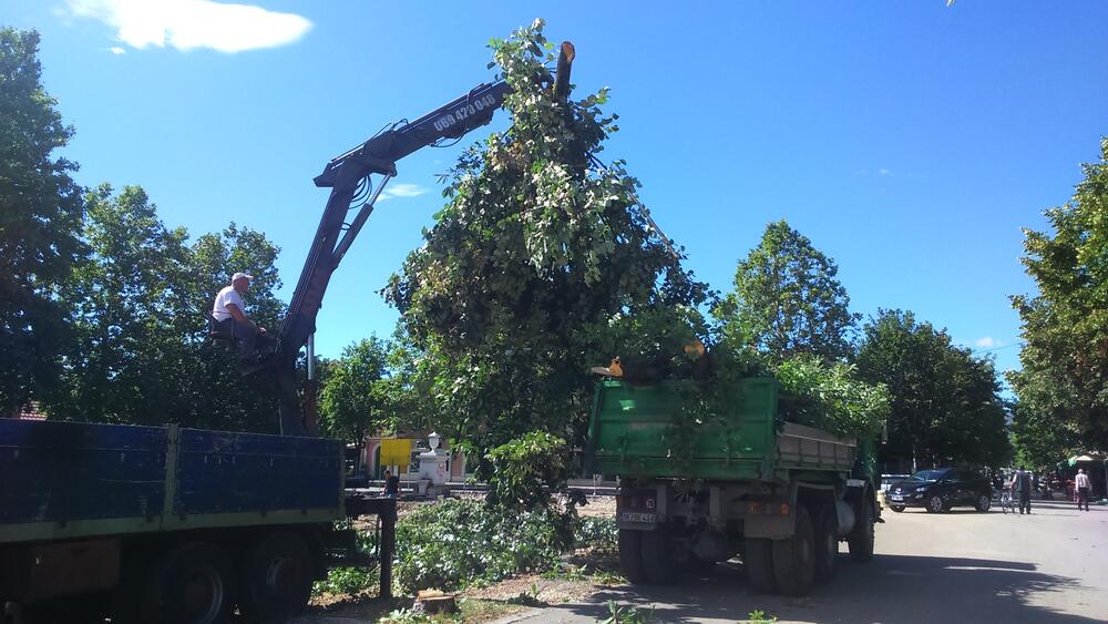 Trg slobode rekonstrukcija lipe
