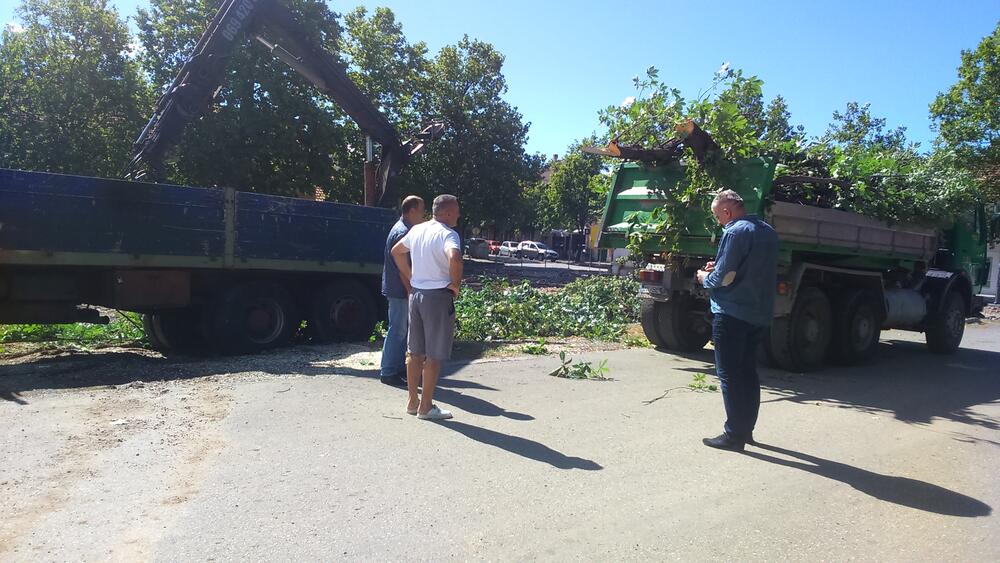 Trg slobode rekonstrukcija lipe