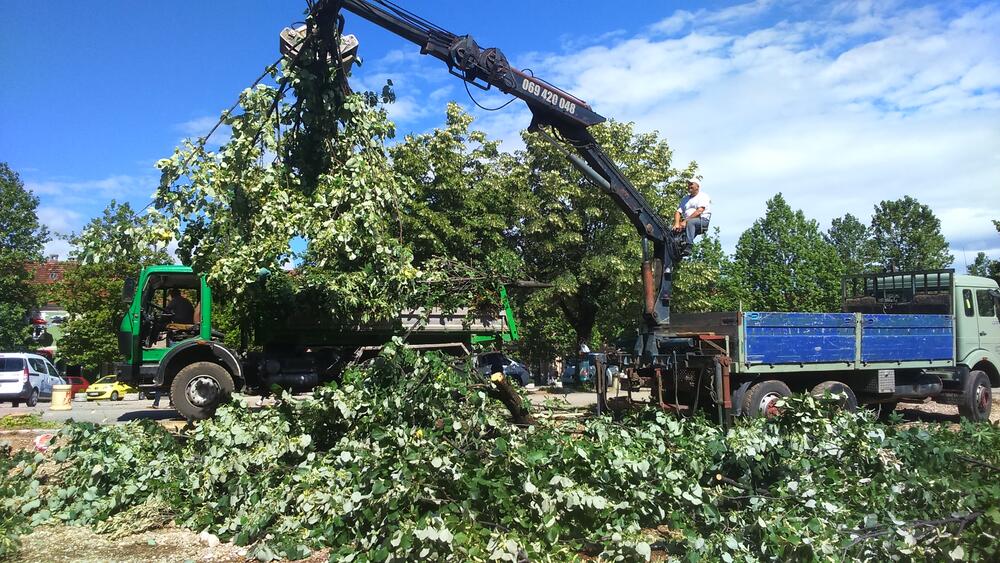 Trg slobode rekonstrukcija lipe
