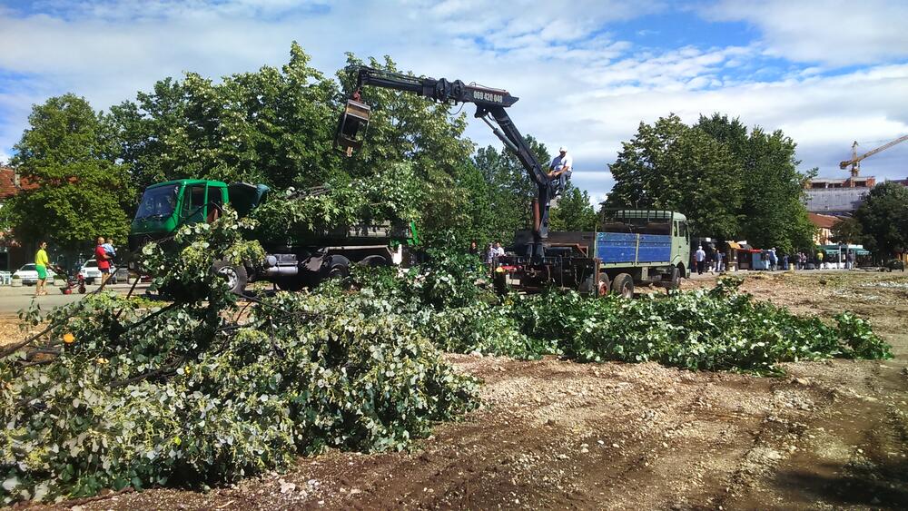 Trg slobode rekonstrukcija lipe