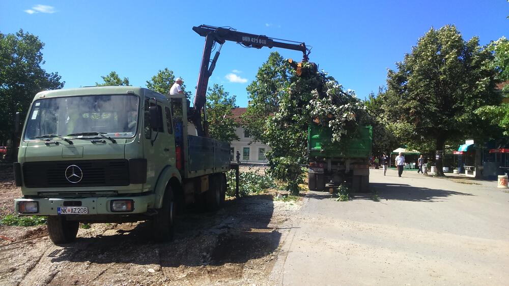 Trg slobode rekonstrukcija lipe