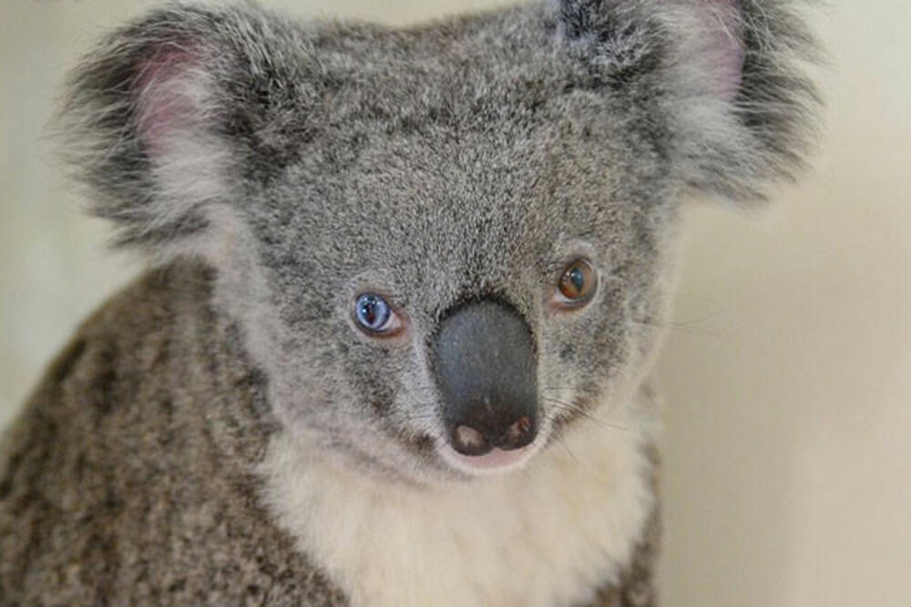 koala, Bouvi, Foto: Lostateminor.com