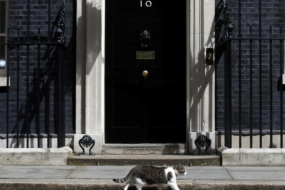 Dejvid Kameron, mačak Lari, Foto: Reuters